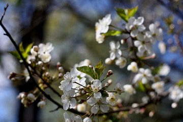 White flowers of blooming tree cherry. Spring colors