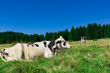 Spotted  Black & White Cow  With A Bell Sitting In A Field