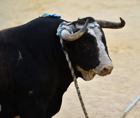 bull