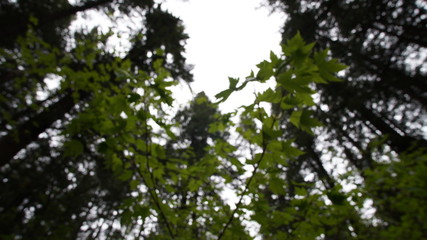 Exploring Washington State, the Great Pacific Northwest