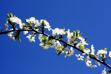 White flowers of blooming tree plum. Spring colors