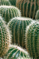 Fresh green cactus with needles closeup © Mazur Travel
