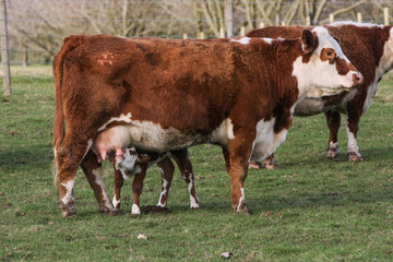 Young calf suckling from mother cow outside in a field