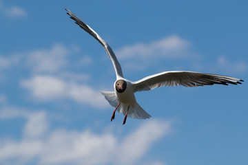 Seagull in flight