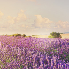 Lavender flowers blooming field, Provence France, retro toned