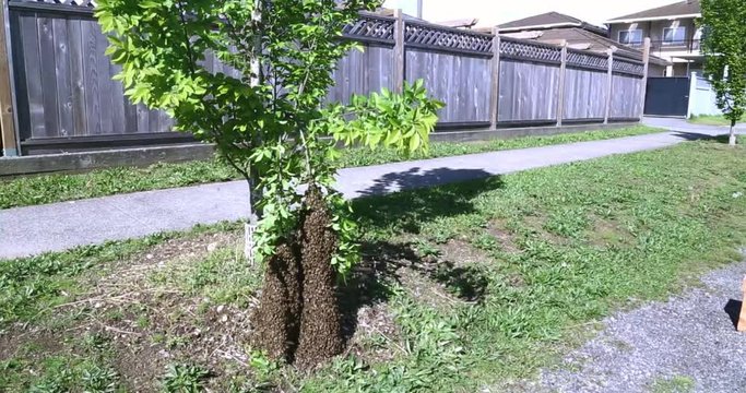 Honey bee swarm urban sidewalk at base of tree wide shot