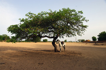 Cheval attendant sous un arbre © Clemence Béhier