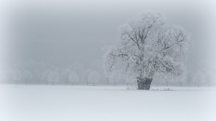 Fototapeta premium Frost