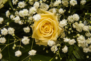 Rosa gialla su un letto di fiori di sposa