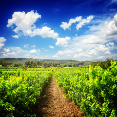 Fototapeta na wymiar Vineyard green fresh rows under blue sky with couds, France, retro toned