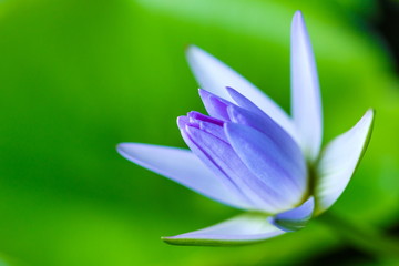 Fototapeta premium lotus,Water Lily,blur,Closeup macro.