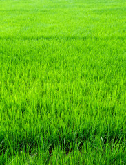 Rice field scenery in thailand, green background