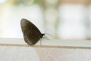 Brown butterfly perched at the terrace
