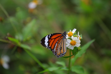 Fototapeta na wymiar Butterfly at the flower 