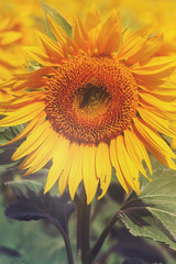 Portrait of sunflower at summer day close up, retro toned