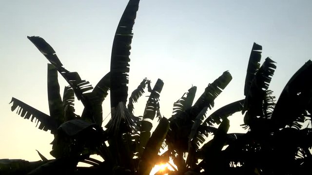 Silhouette of banana plant leaves in evening time