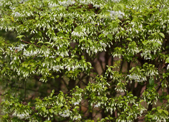 Wall green leaves background with text space