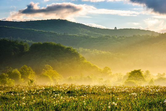 dandelion field at foggy sunrise in mountains