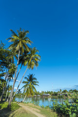 Naklejka premium Big tree in tropical forest field. Asia