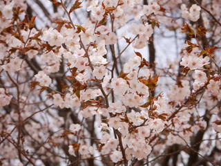 Beautiful cherry blossoms, sakura, in spring time, Japan