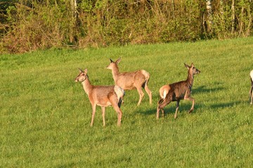 Naklejka na ściany i meble herd of deer grazing on the meadow