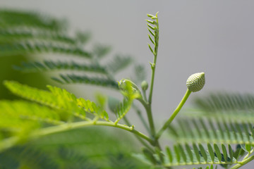 Lead tree is herb in the Siam, and Thai call 