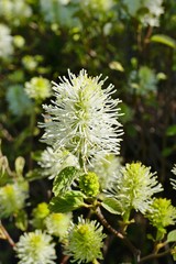 Fototapeta premium White brush flowers of Witch alder (Fothergilla Gardenii) shrub