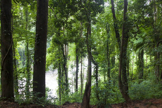 Evergreen jungle forest after rain.