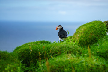 Puffins of Faroe Islands