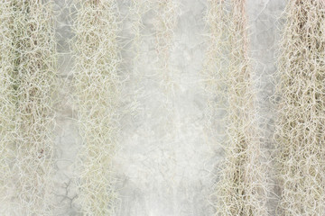 Ivy grown hanging on cement walls.