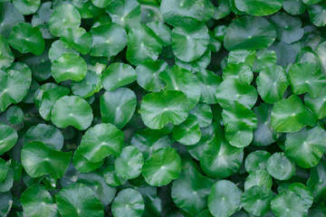 Wall green leaves background with text space