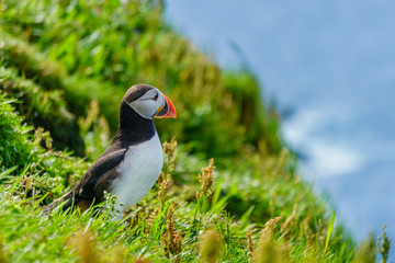 Obraz premium Puffins of Faroe Islands