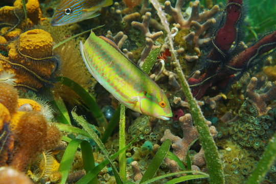 Tropical fish a slippery dick wrasse, Halichoeres bivittatus, underwater  in the Caribbean sea