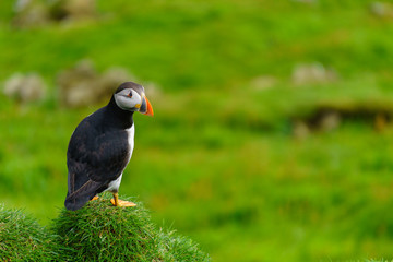 Puffins of Faroe Islands