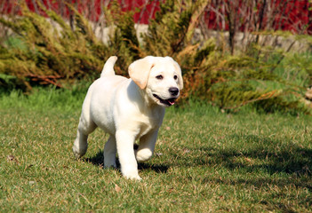 the yellow happy labrador puppy in garden