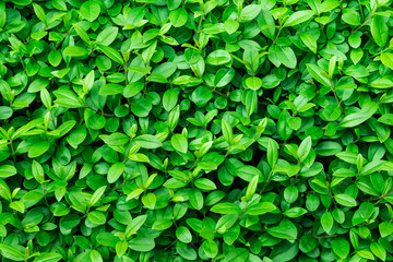 Fototapeta na wymiar Green foliage background, leaf texture, bush, bright vibrant colors, seamless backdrop template, summer, spring