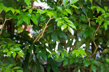 Green Lotus Leaf In Summer Day