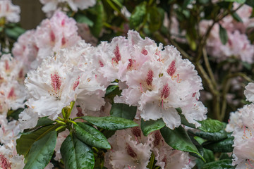 Beautiful flowers