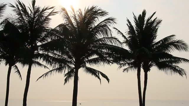 The Coconut trees on the beach
