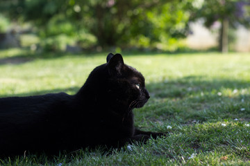 Domestic Black Cat in the Garden