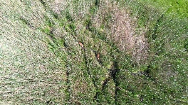 Aerial 4K - Riserva Naturale di Pian di Spagna (IT) - Cervi femmina in canneto