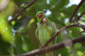 parrot in branch
