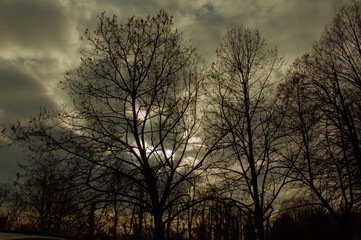 alberi all'alba
