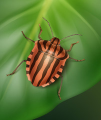 Striped shield bug