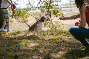 Young pet dog breeds beagle walking in the park outdoors. The girl carefully walks the puppy on a leash, plays and trains with him