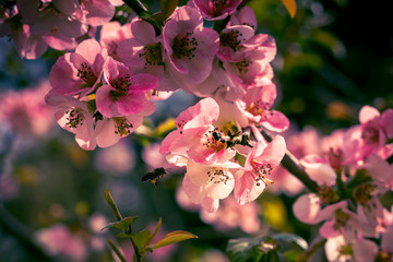 Pink petals of spring flowers on long branches attract insects to collect nectar © vvicca