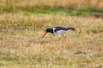 Oystercatcher