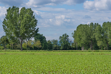 campo di grano