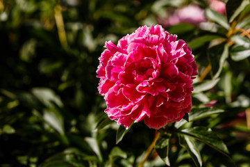 Paeonia cultivated in a garden