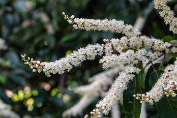 Flower cultivated in a garden
